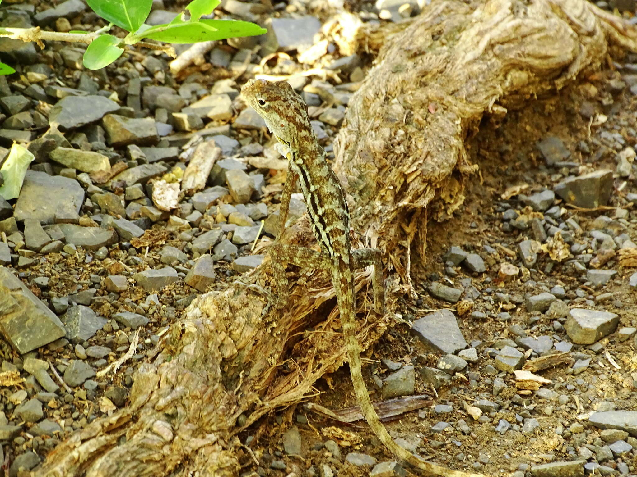 Image of Striped Anole