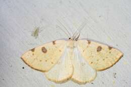 Image of Sulphur Moth