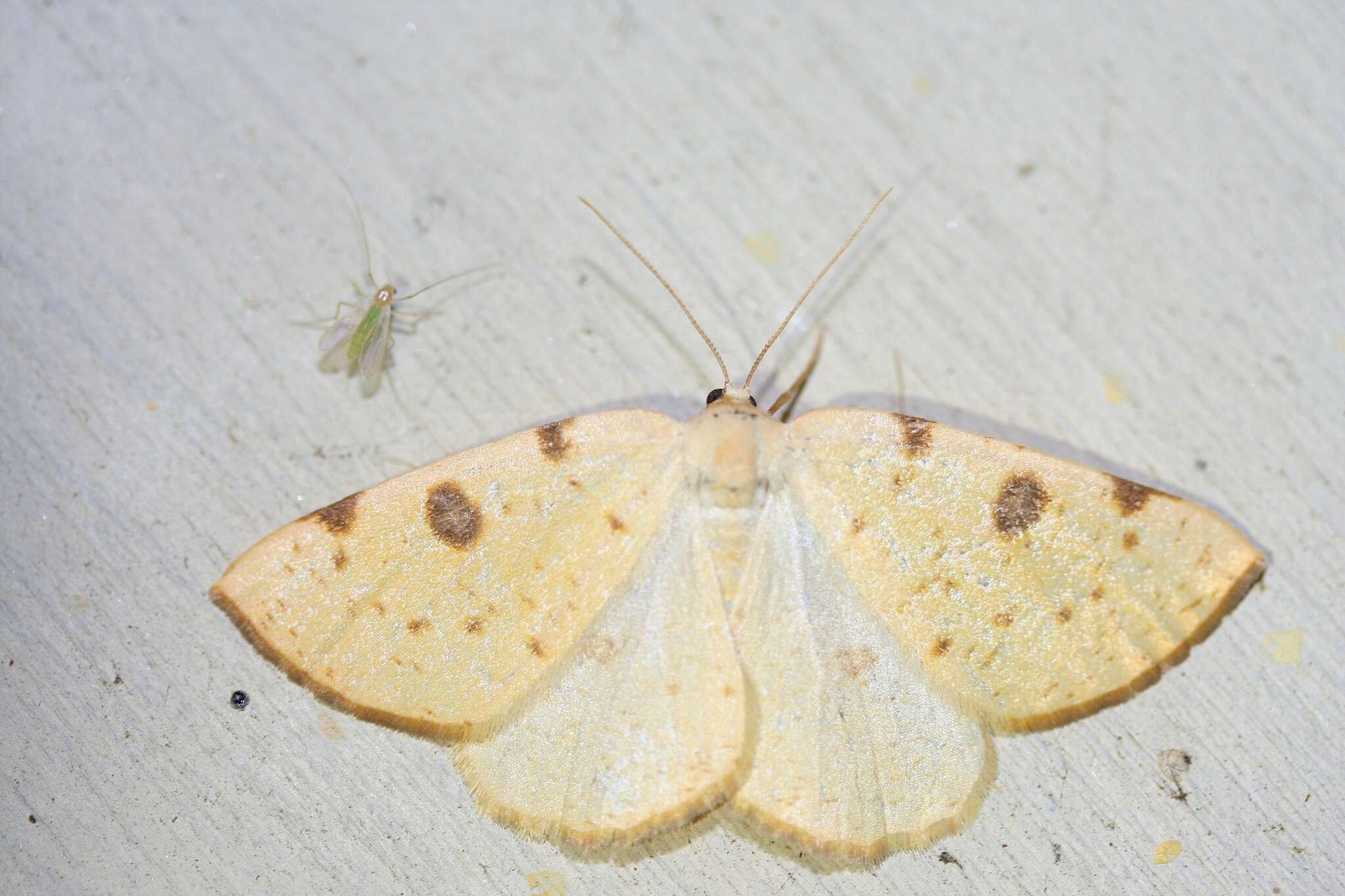Image of Sulphur Moth