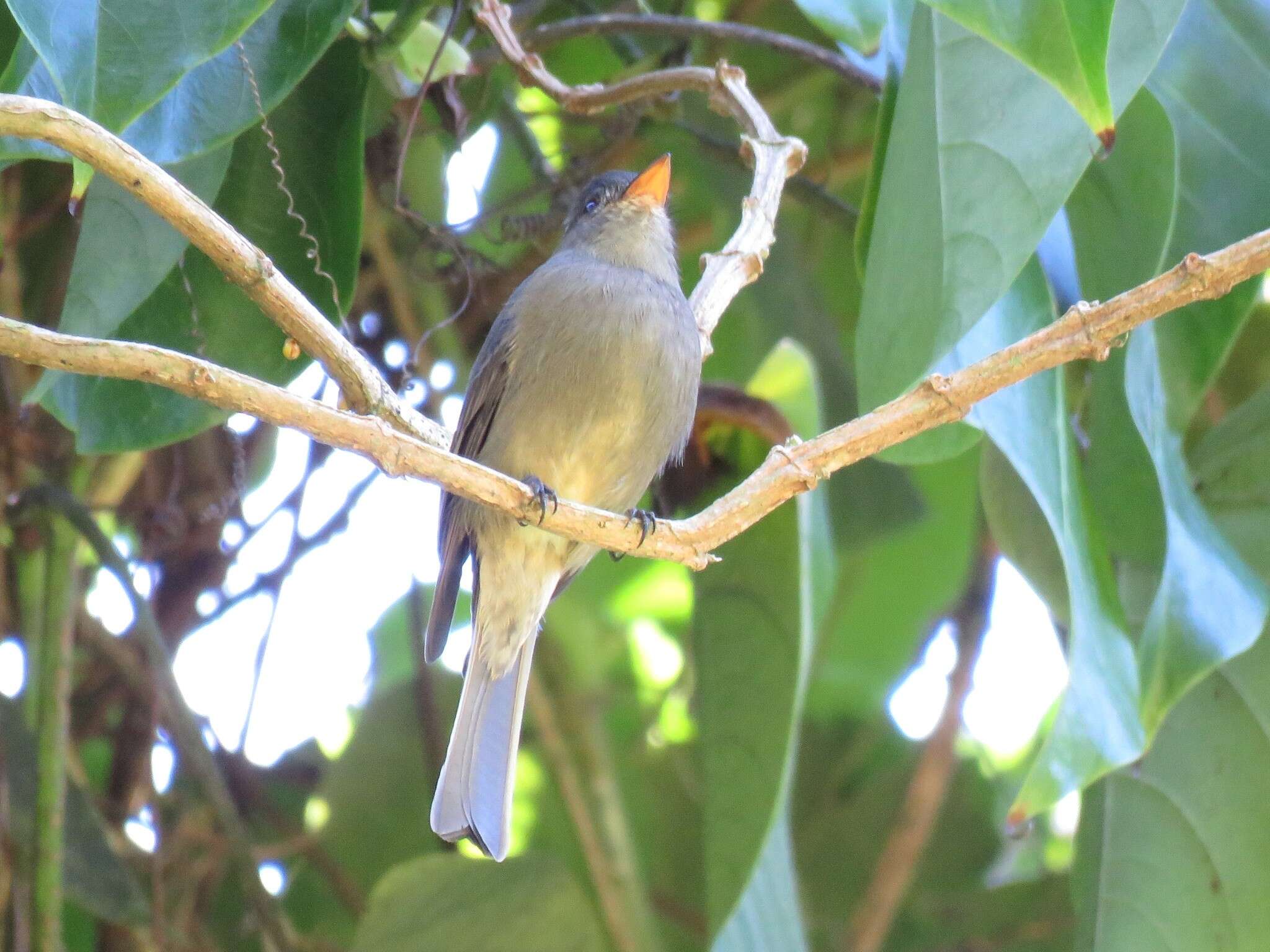 Image of Dark Pewee