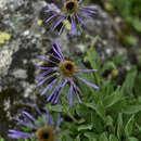 Image of Aster diplostephioides (DC.) C. B. Cl.