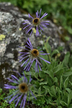 Aster diplostephioides (DC.) C. B. Cl.的圖片