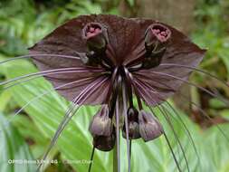 Image of black bat flower