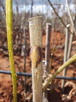 Image of African mantis