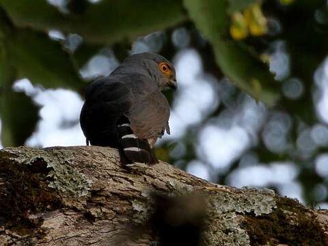 Accipiter tachiro unduliventer (Rüppell 1836)的圖片