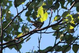 Image of Cape May Warbler