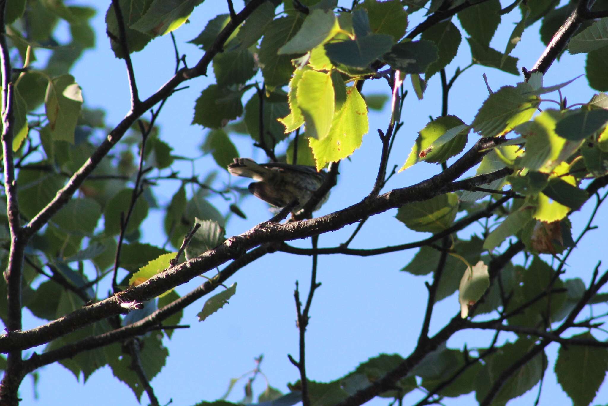 Image de Paruline tigrée