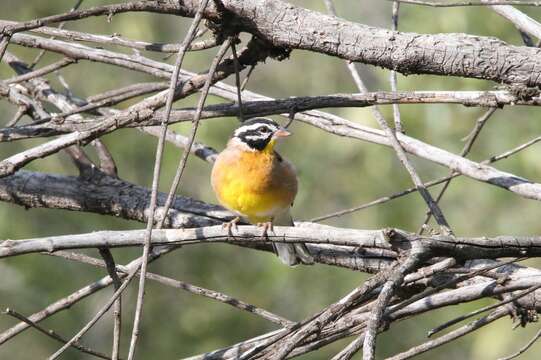 Image of Emberiza flaviventris kalaharica Roberts 1932