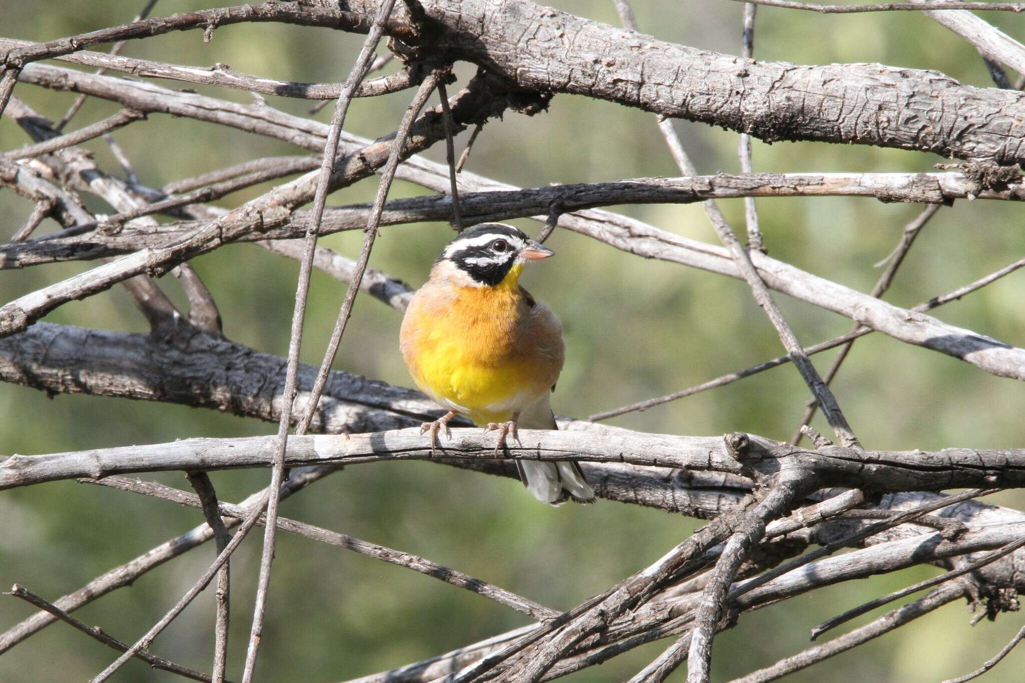 Image of Emberiza flaviventris kalaharica Roberts 1932