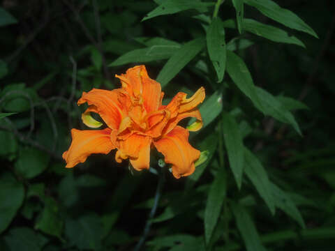 Image of Hemerocallis fulva var. fulva