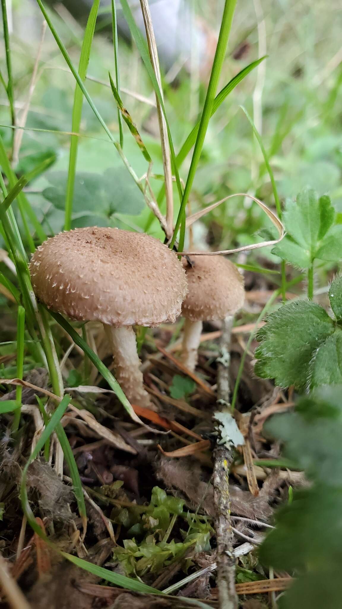 Image of Pholiota terrestris Overh. 1924