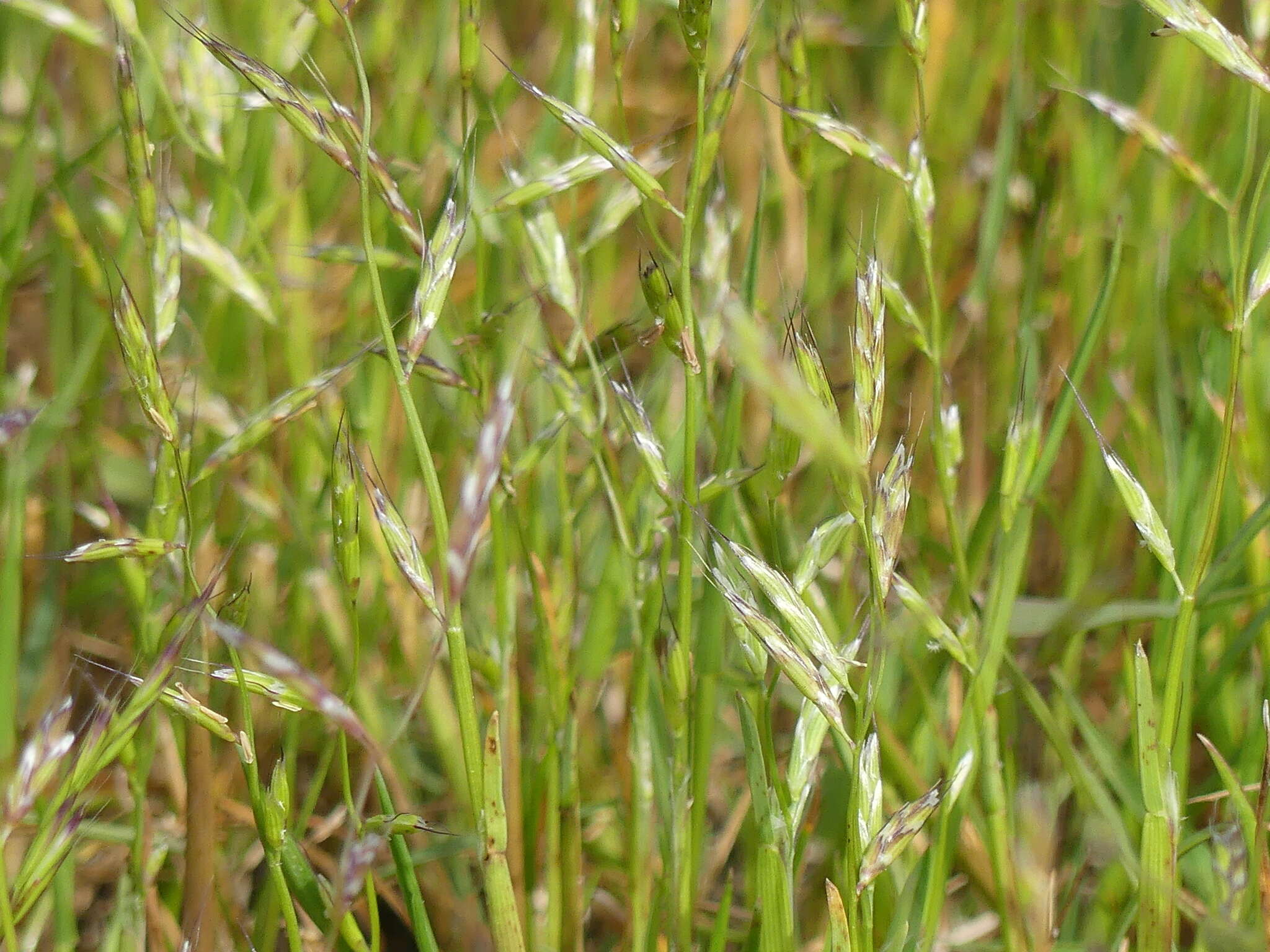 Image of annual semaphoregrass