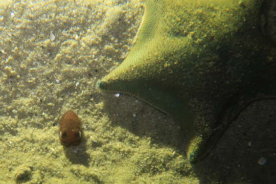 Image of Pacific Bobtail Squid