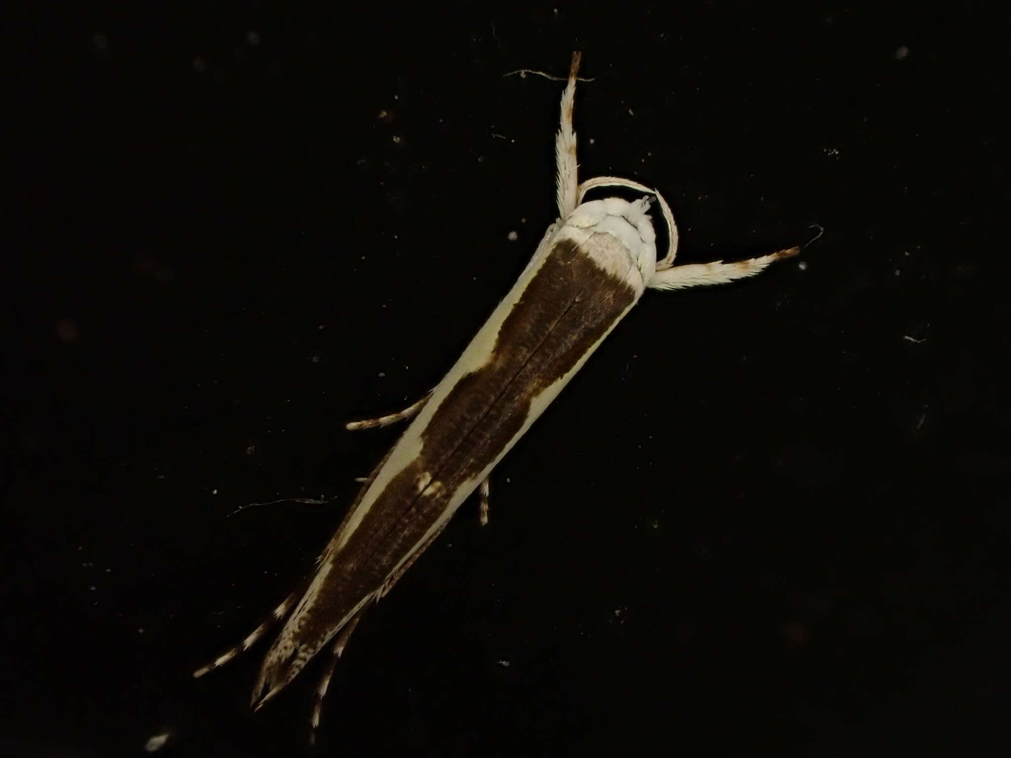 Image of Titoki moth