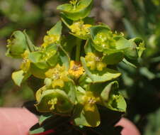 Image of Euphorbia genistoides P. J. Bergius