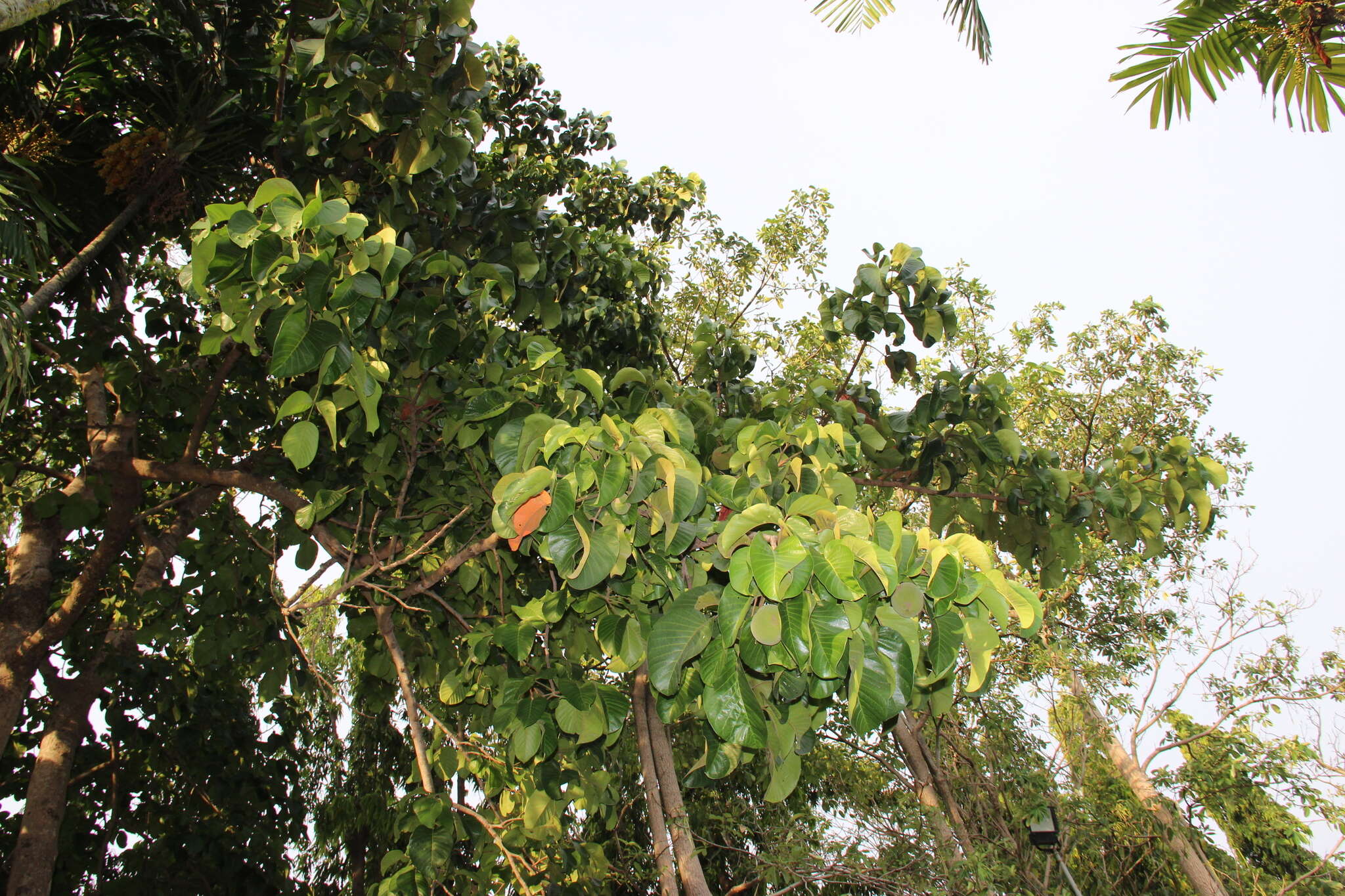 Image of Santol