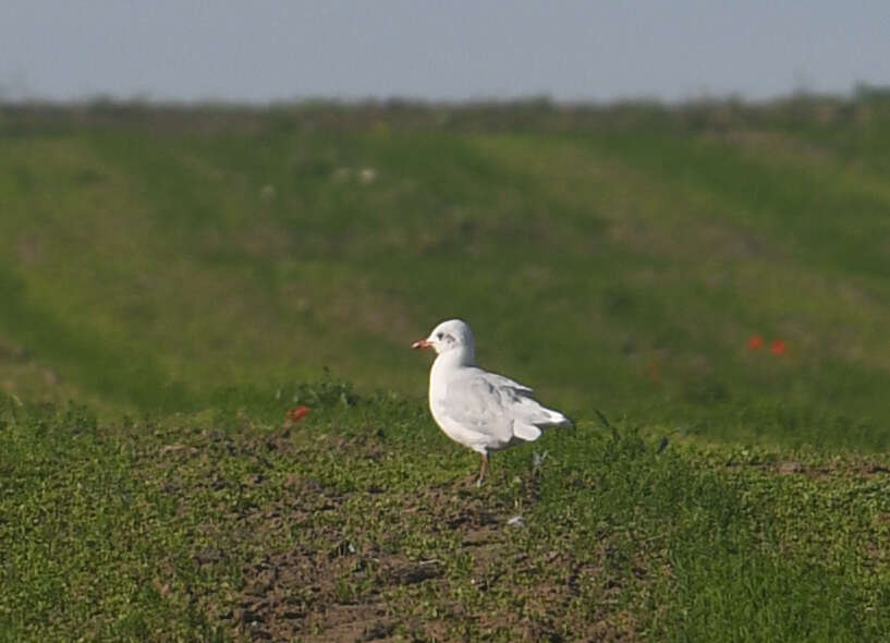 Image of Mediterranean Gull