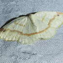 Microxydia orsitaria Guenée 1858 resmi