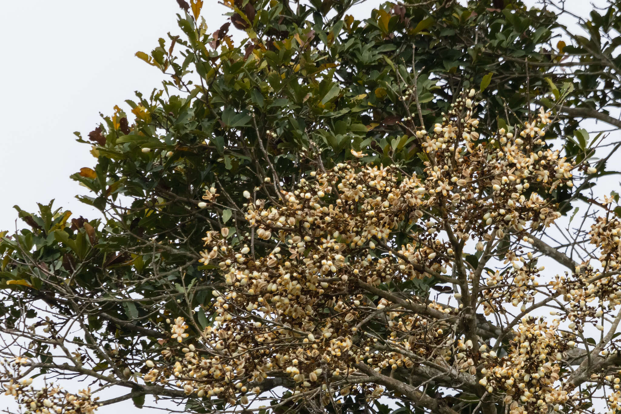 Image de Eriotheca macrophylla (K. Schum.) A. Robyns