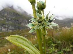 Image of Swertia speciosa G. Don