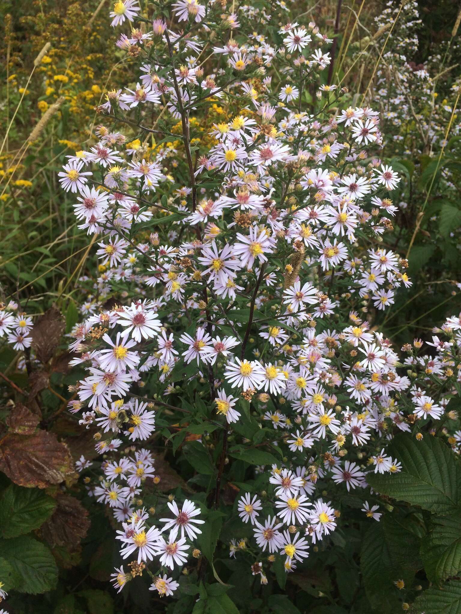 Image of wavyleaf aster