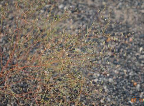 Image of pinyon groundsmoke