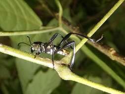 Image of Cotyclytus scenicus (Pascoe 1866)