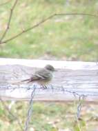 Image of American Grey Flycatcher