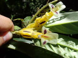 Image of Columnea picta H. Karst.