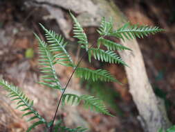 Sivun Pteris semipinnata L. kuva