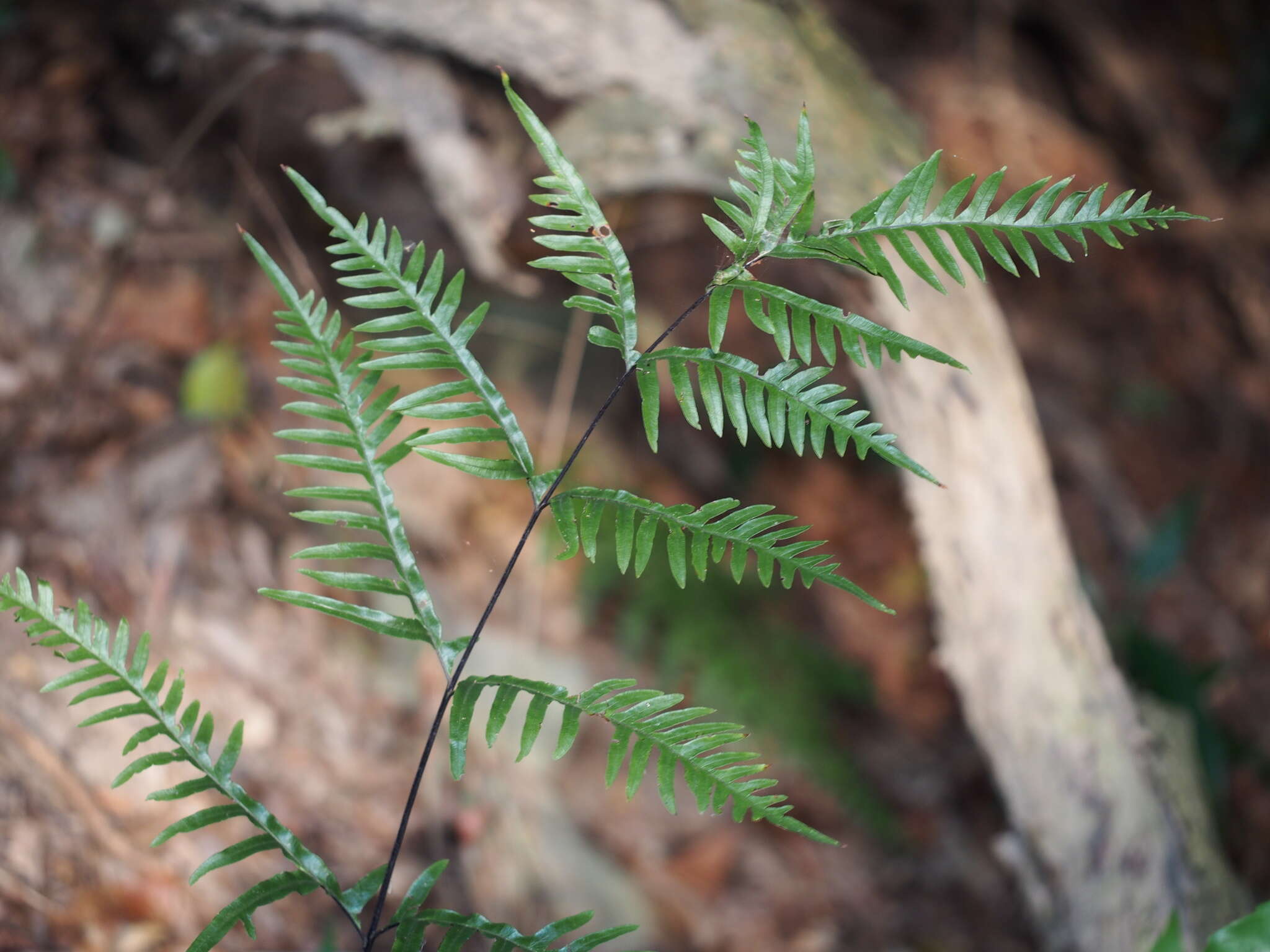 Imagem de Pteris semipinnata L.