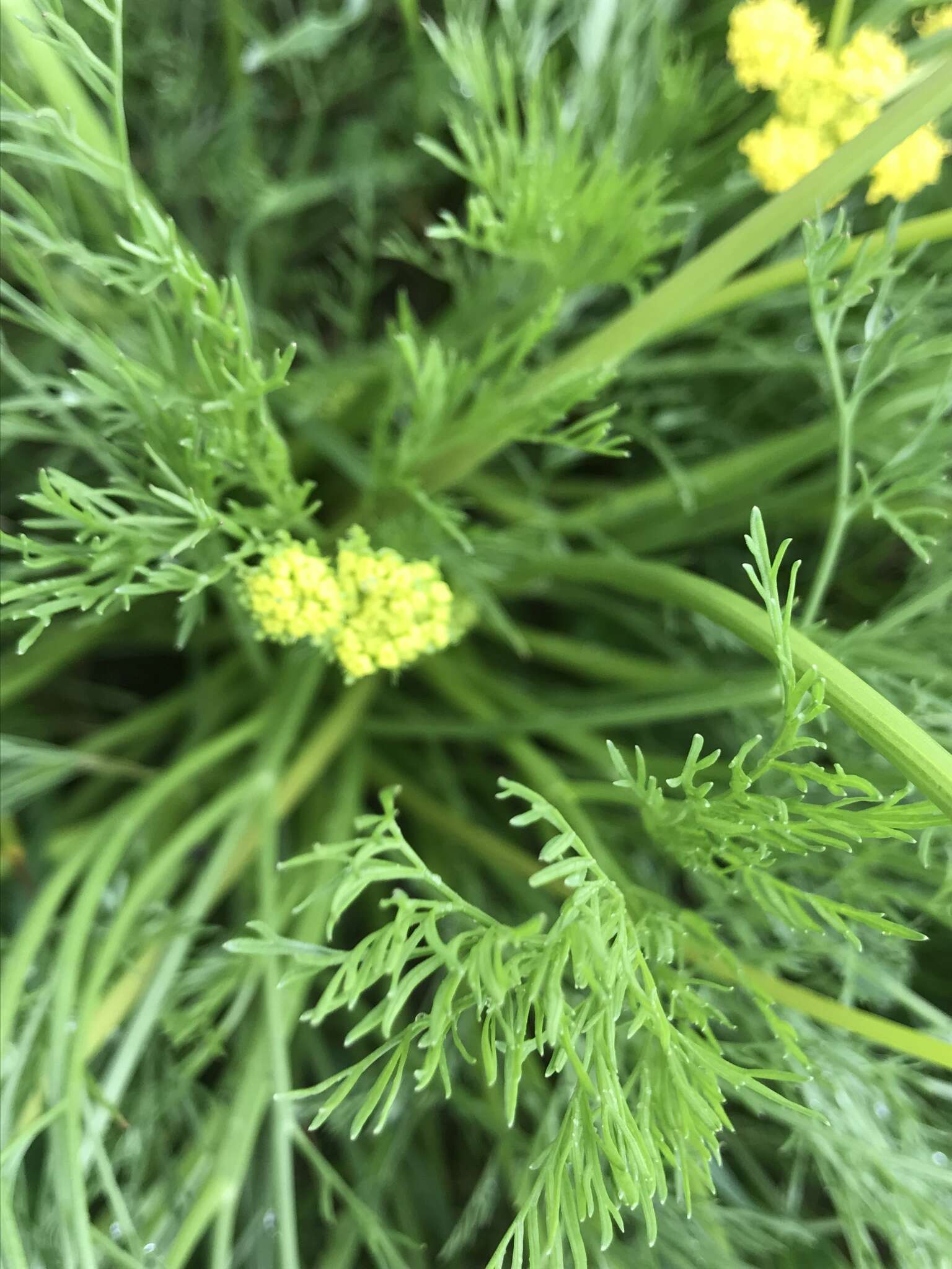 صورة Lomatium bradshawii (Rose ex Mathias) Mathias & Constance