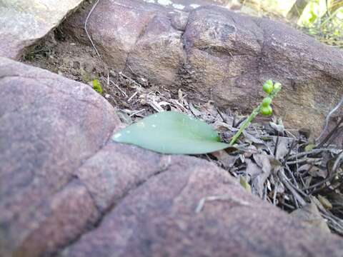 Imagem de Drimiopsis burkei subsp. burkei