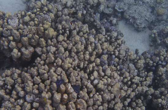 Image of Crown Butterflyfish