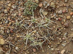 Image of Maihuenia patagonica (Phil) Britton & Rose