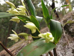 Imagem de Dendrobium adae F. M. Bailey