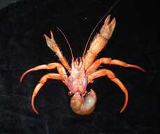 Image of longhand hermit crab