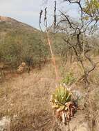 Image of Pretoria aloe
