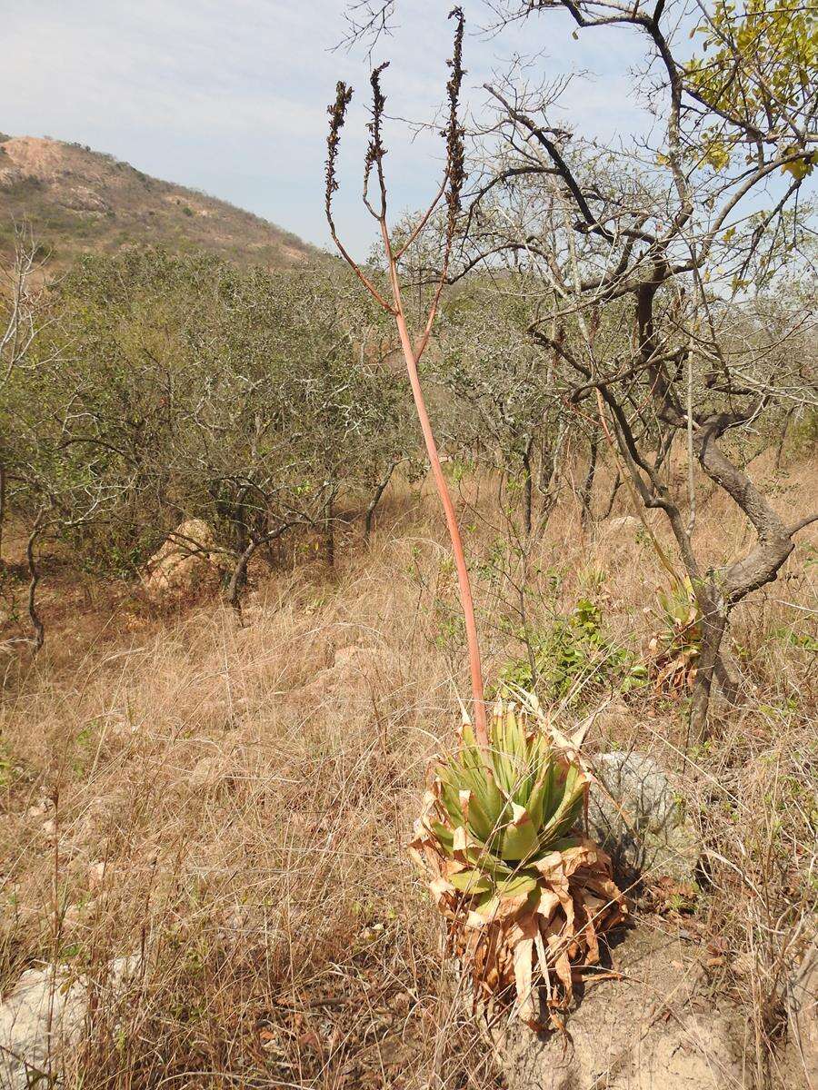 Image of Pretoria aloe