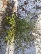 Image of Deckert's pinweed