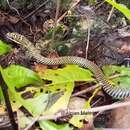 Image of Paradise Flying Snake