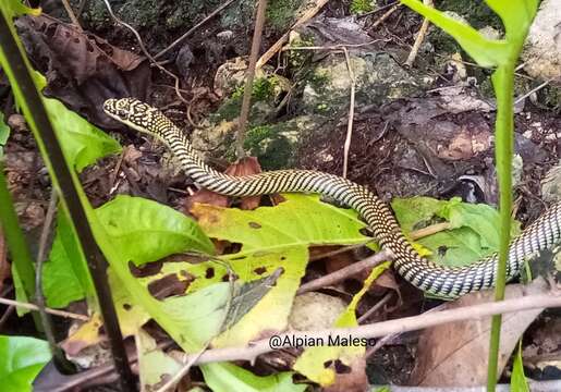 Image of Paradise Flying Snake