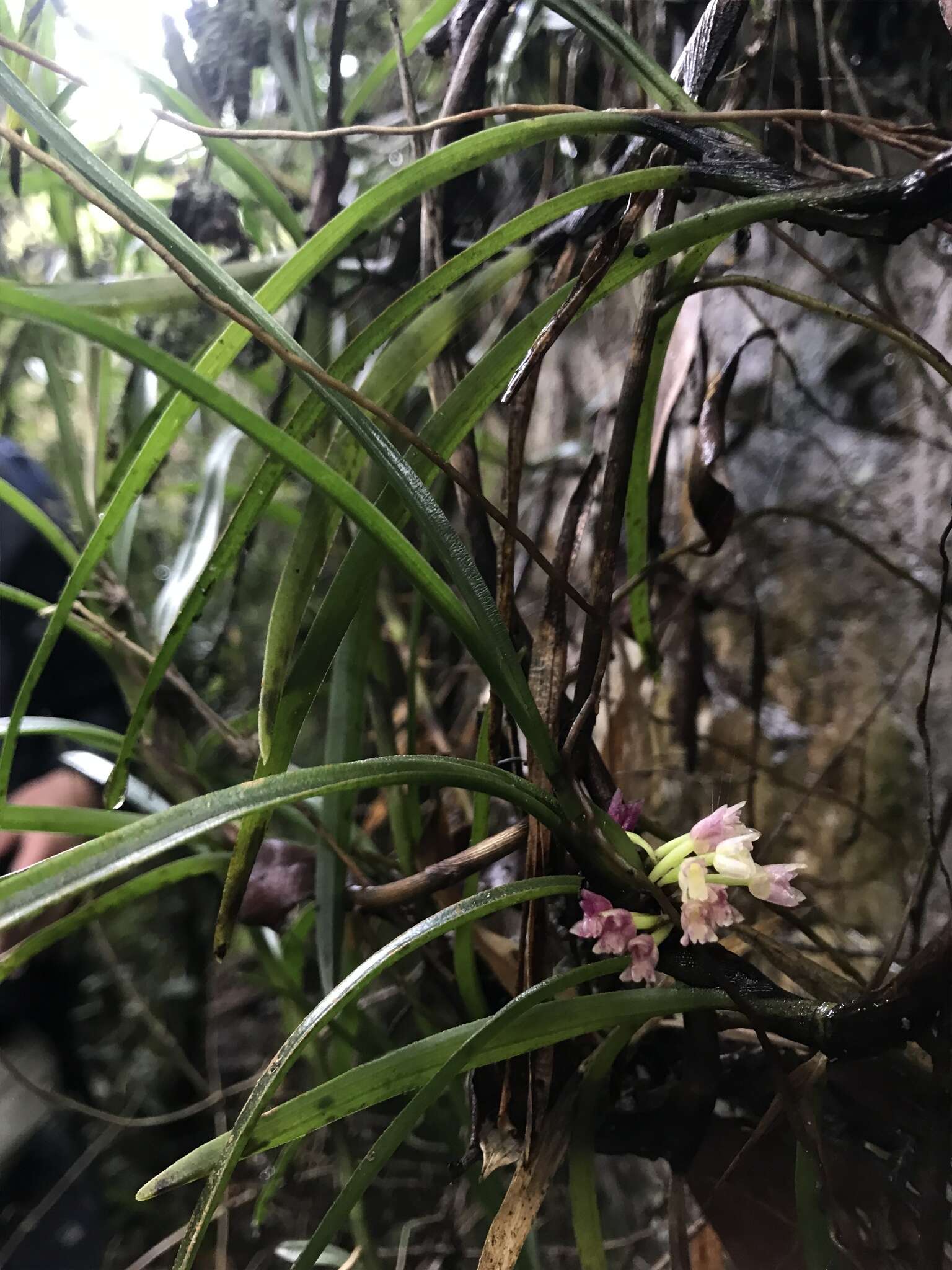 Image of Maxillaria aggregata (Kunth) Lindl.