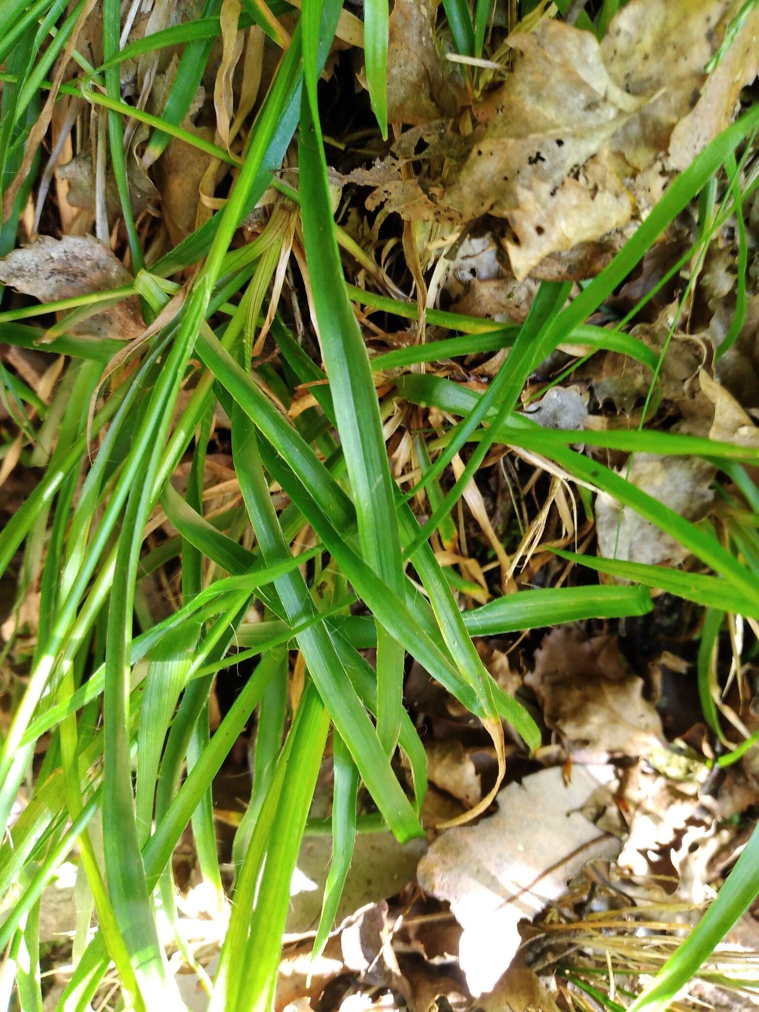 Image of Luzula picta var. pallida (Hook. fil.) Edgar