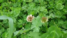 Image de Trifolium clypeatum L.