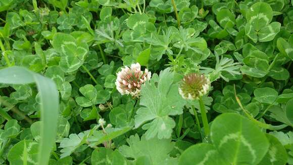 Image of shield clover