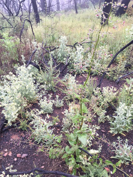 Image of California bee plant