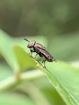 Image of Orthonevra nitida (Wiedemann 1830)