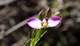 Image of Polygala umbellata Thunb.