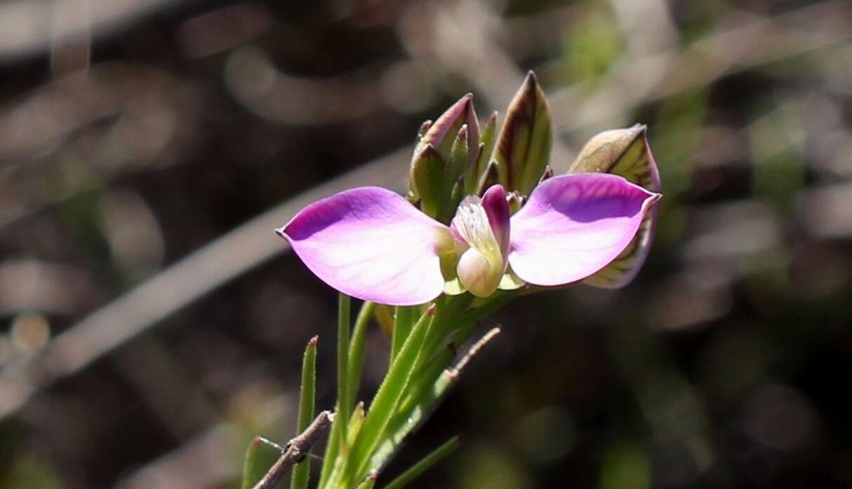 Image of Polygala umbellata Thunb.